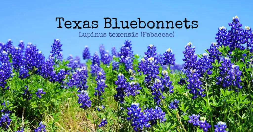 Spring Texas Bluebonnets