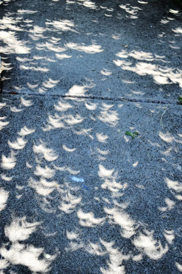 Annular Solar Eclipse October 2023 Casting Crescents on the Sidewalk